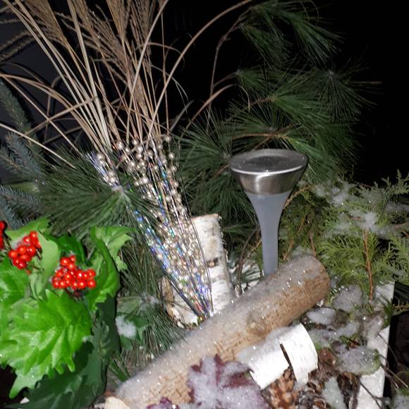 Meet your Posher, Hosta - Picture 1 of 1